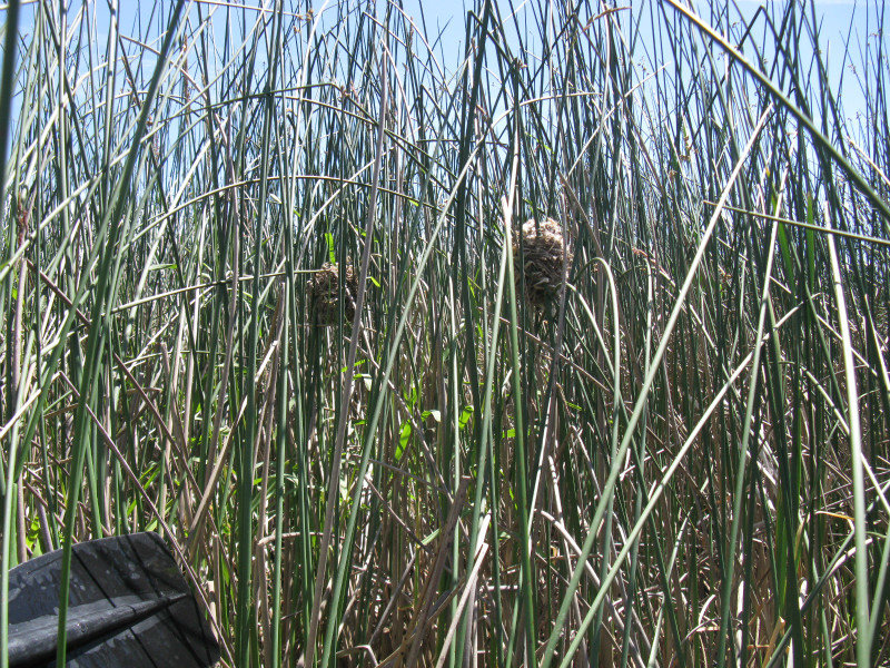Marsh Wren nest