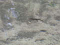 Rough Skinned Newt in Lost Lake