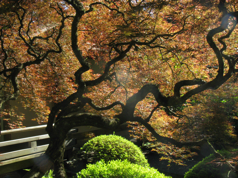 Sunshine thru underside of japanese maple