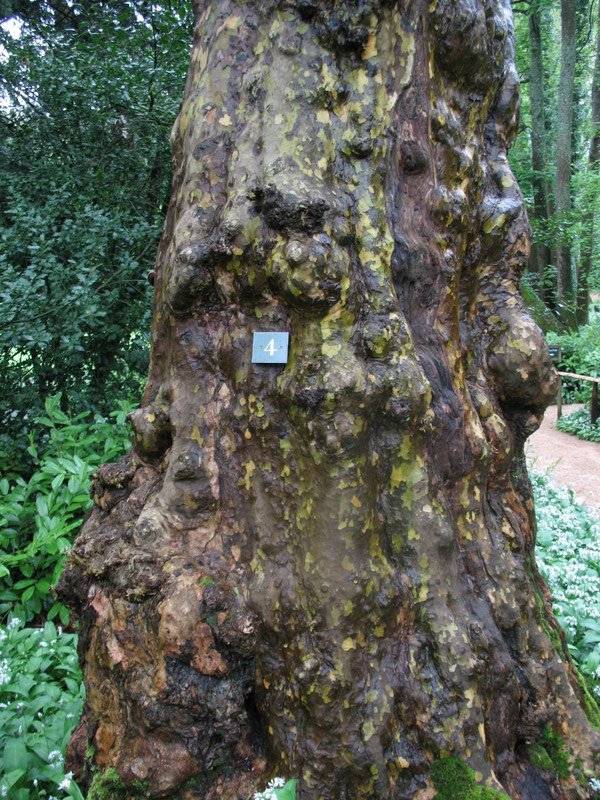 One of specimens on Prior Park Tree Trail.
