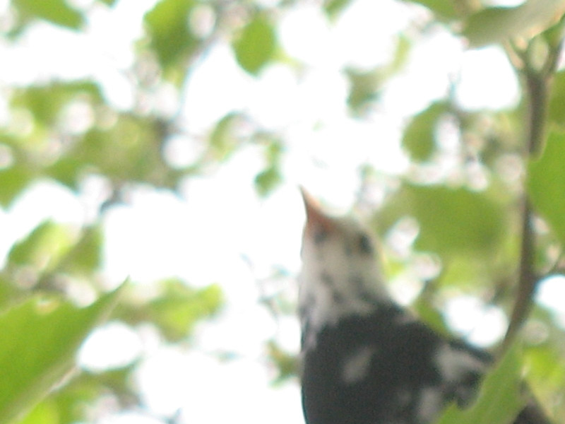 White headed Blackbird