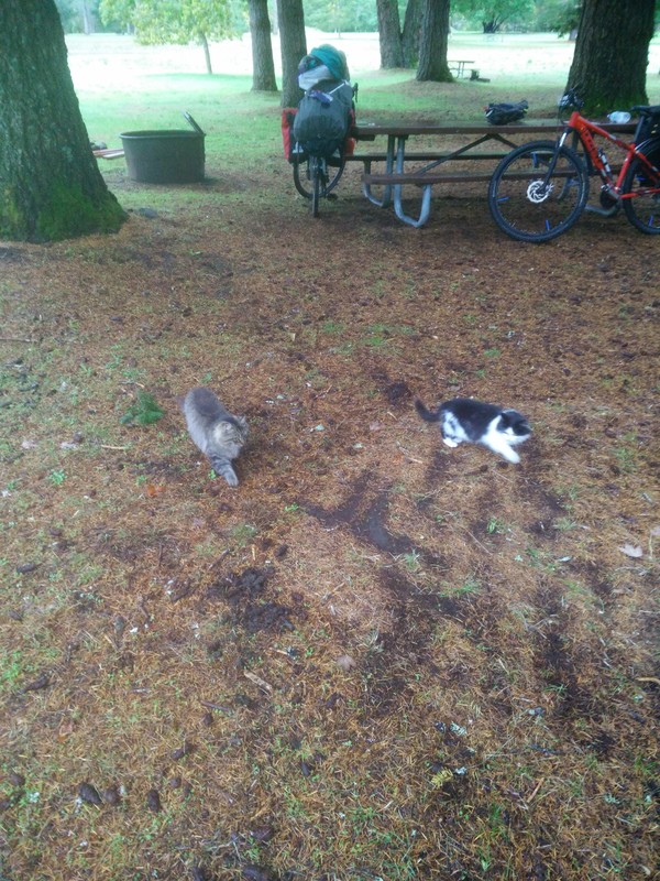The abandoned cats at the campground we stayed at