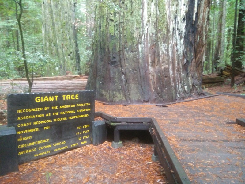 This giant Redwood once held the title for being the largest