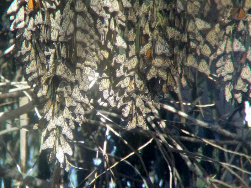 Monarch butterflies - the only known butterfly to migrate back and forth every year