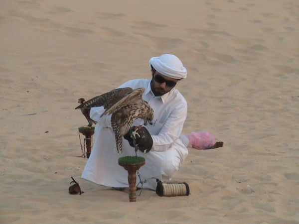 Desert falcon
