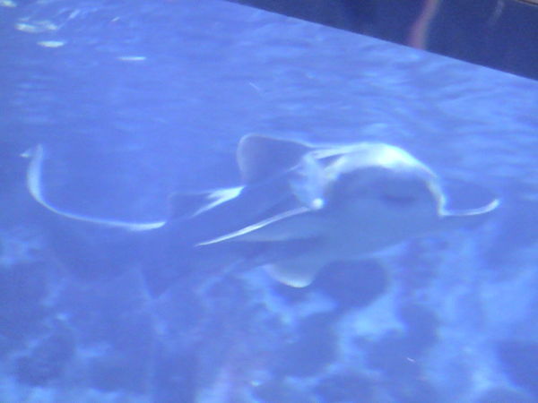 Fish in the Aquarium