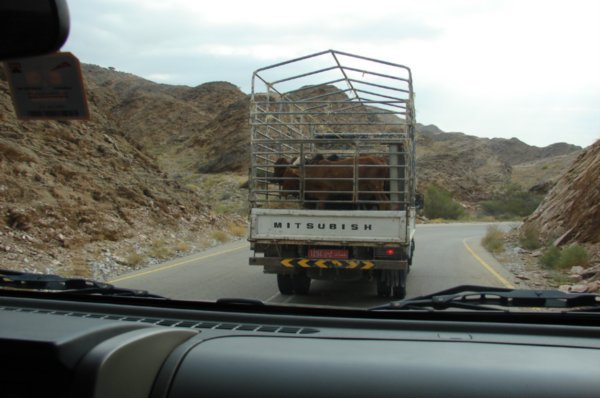 Cattle transport Oman style