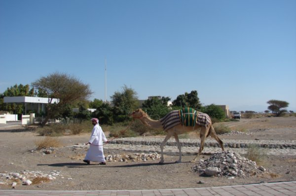 Man with Camel 