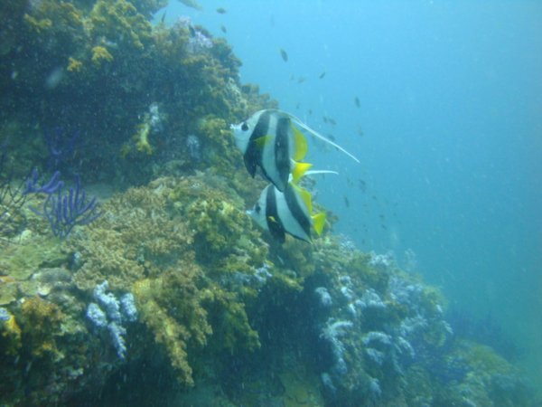 Bannerfish