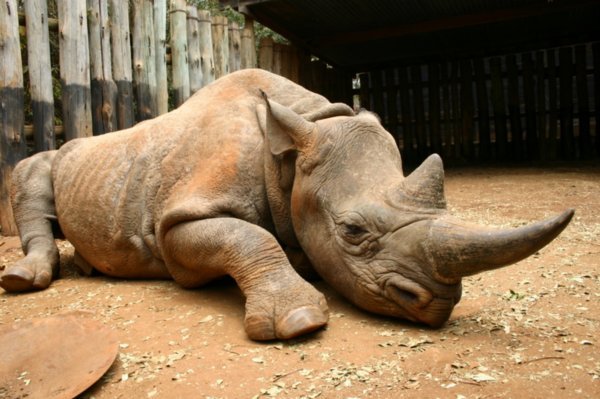 The returning Rhino