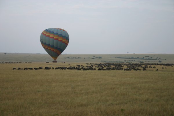 Balloon ride above the wilderbeast migration
