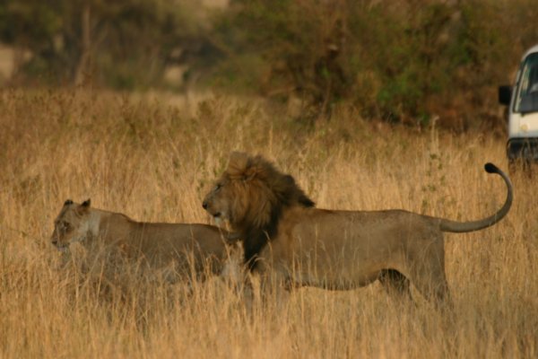 Female and male lion