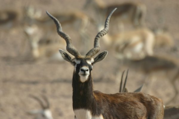 Blackbuck  antelope