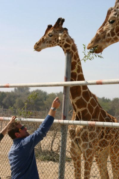 Dave feeding the giraffes