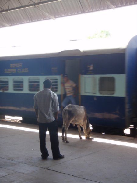 cow train station