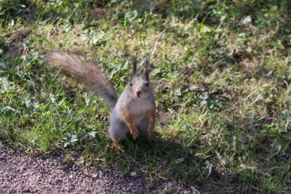 The begging squirrel at the Peterhof Park