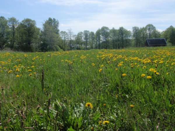 fields of dandelions