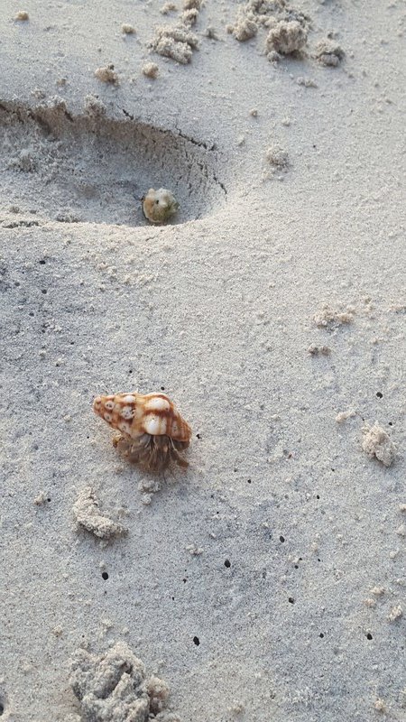 one of the many hermit crabs on this beach