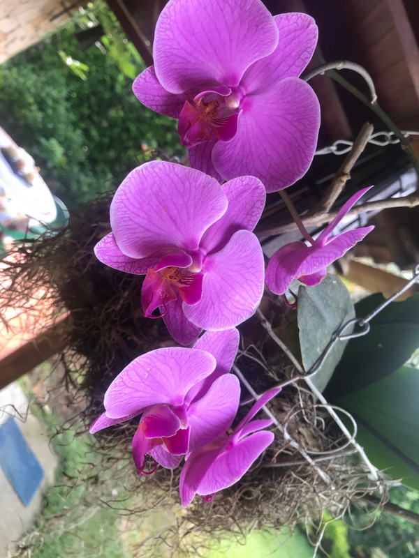 Watering the Colombian Orchids