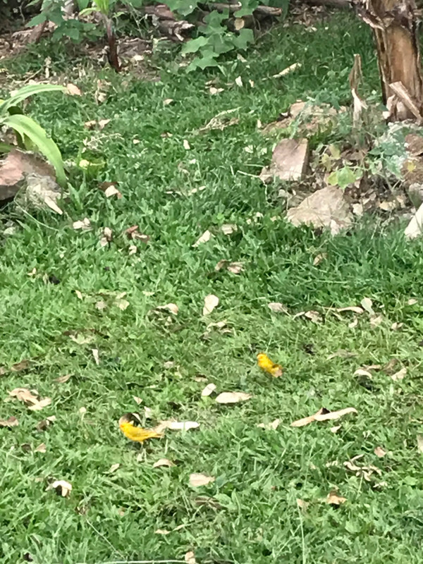Canaries enjoying the garden during quarantine 