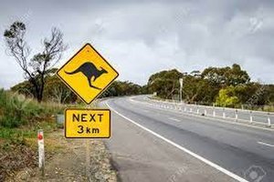 Signs of Australian kangaroos while driving