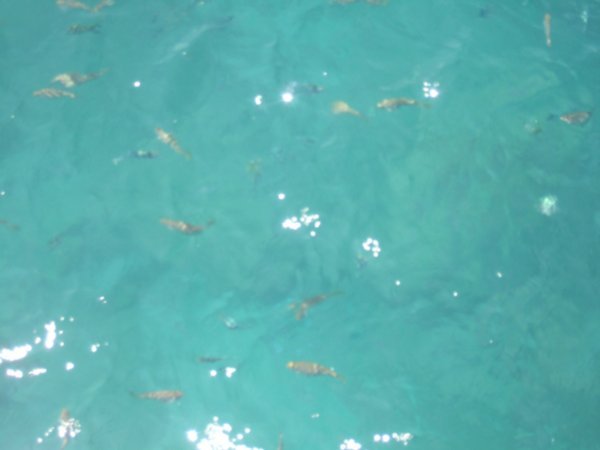 That's right some fish, but between us, the water in San Andres islands was even more transparent, do you remember?