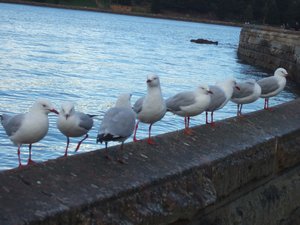 The seagulls showing off