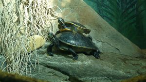 Mating, Mate at Taronga Zoo