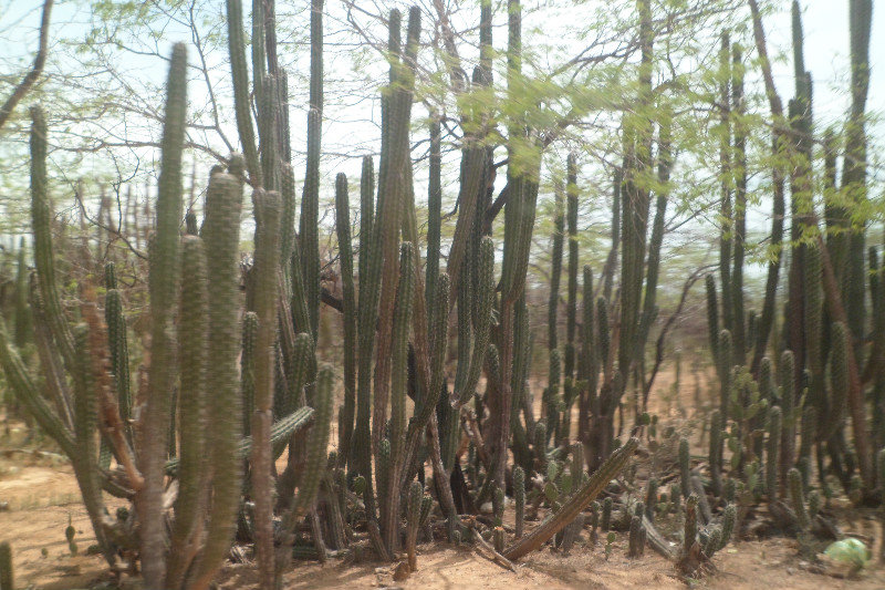 Cactus plants growing everywhere