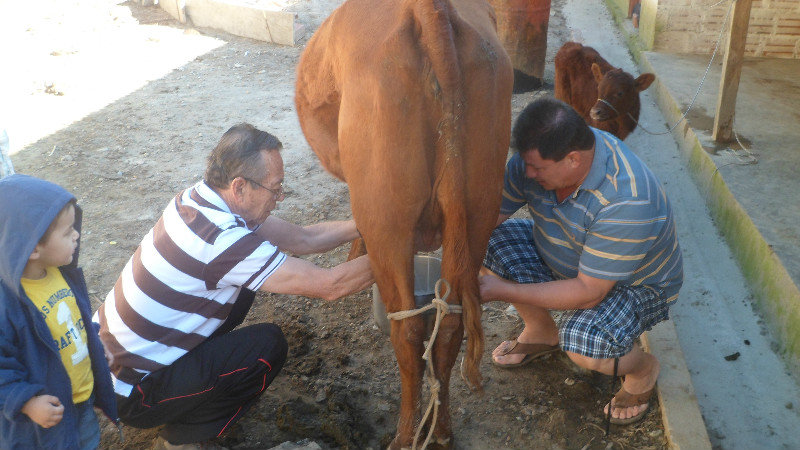 Dad milking the cow