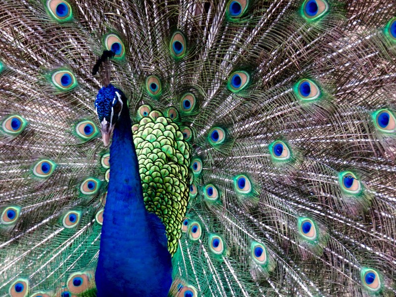 Gorgeous Male Peacock