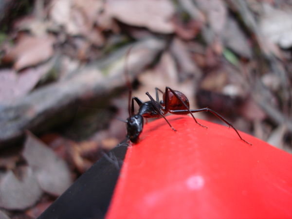 Huge ants