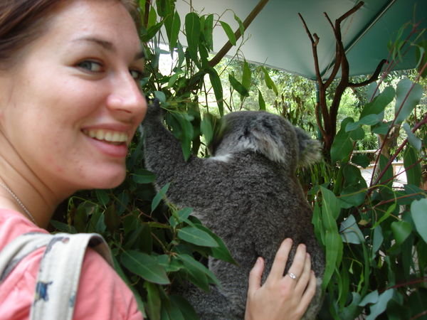 Eve feeling up a koala at the zoo