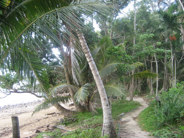 The jungle on the beach