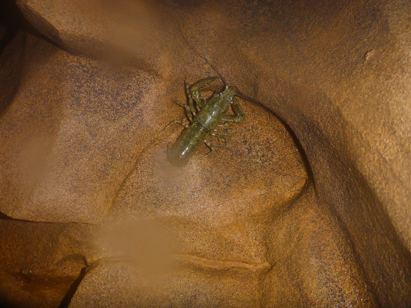 Yabbie in the cave