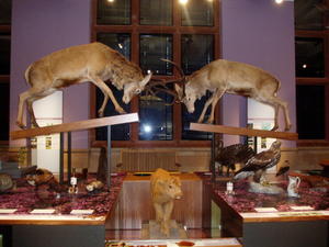 Animal Display