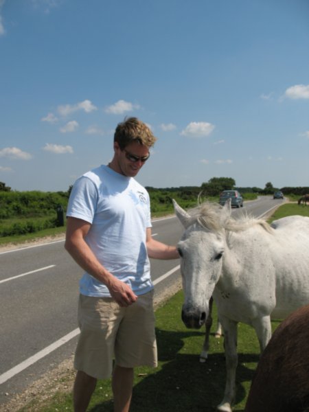 080608 Feeding Pony's by the side of the road in New Forest - near Bournemouth