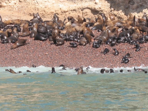 The seal cubs learning to swim at the Ballestas Islands