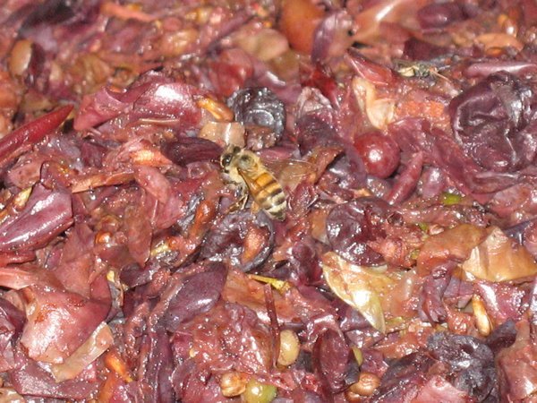 A bee in the stamped grapes, ready to make Piscoe Sour