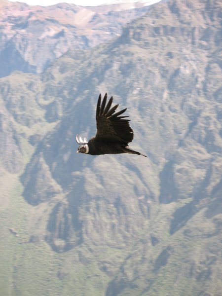 A Condor in full flight at Colca Canyon