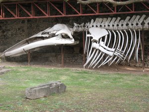 Dinosaur bones found in Uruguay 