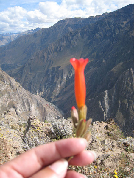 Peruvian National Flower