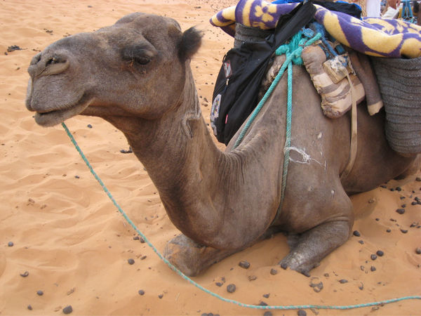 My camel :)