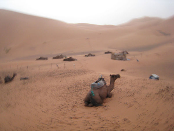 Camels in the sandstorm