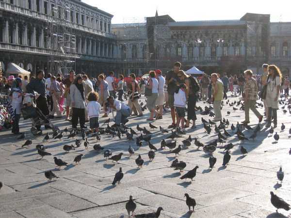 The pigeons in St. Mark's Square