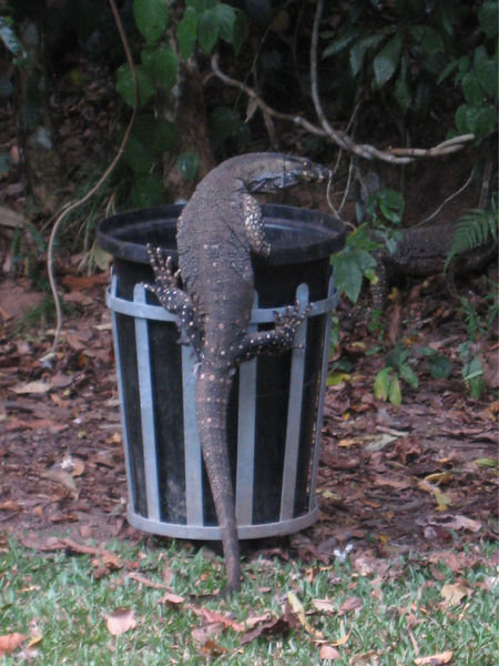 A goanna hunting for food in the rubbish bin