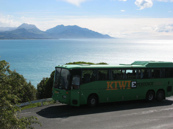 Kiwi bus