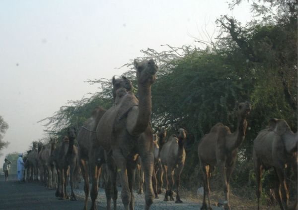 Camels!!