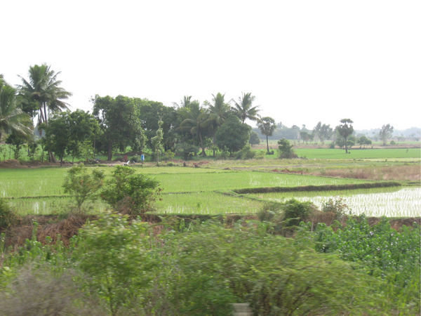Lush fields of Tamil Nadu