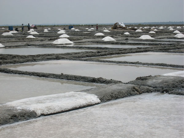 Salt fields